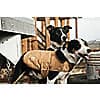 Additional thumbnail 2 of FIRM DUCK INSULATED DOG CHORE COAT