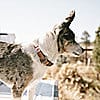 Additional thumbnail 2 of NYLON DUCK DOG COLLAR