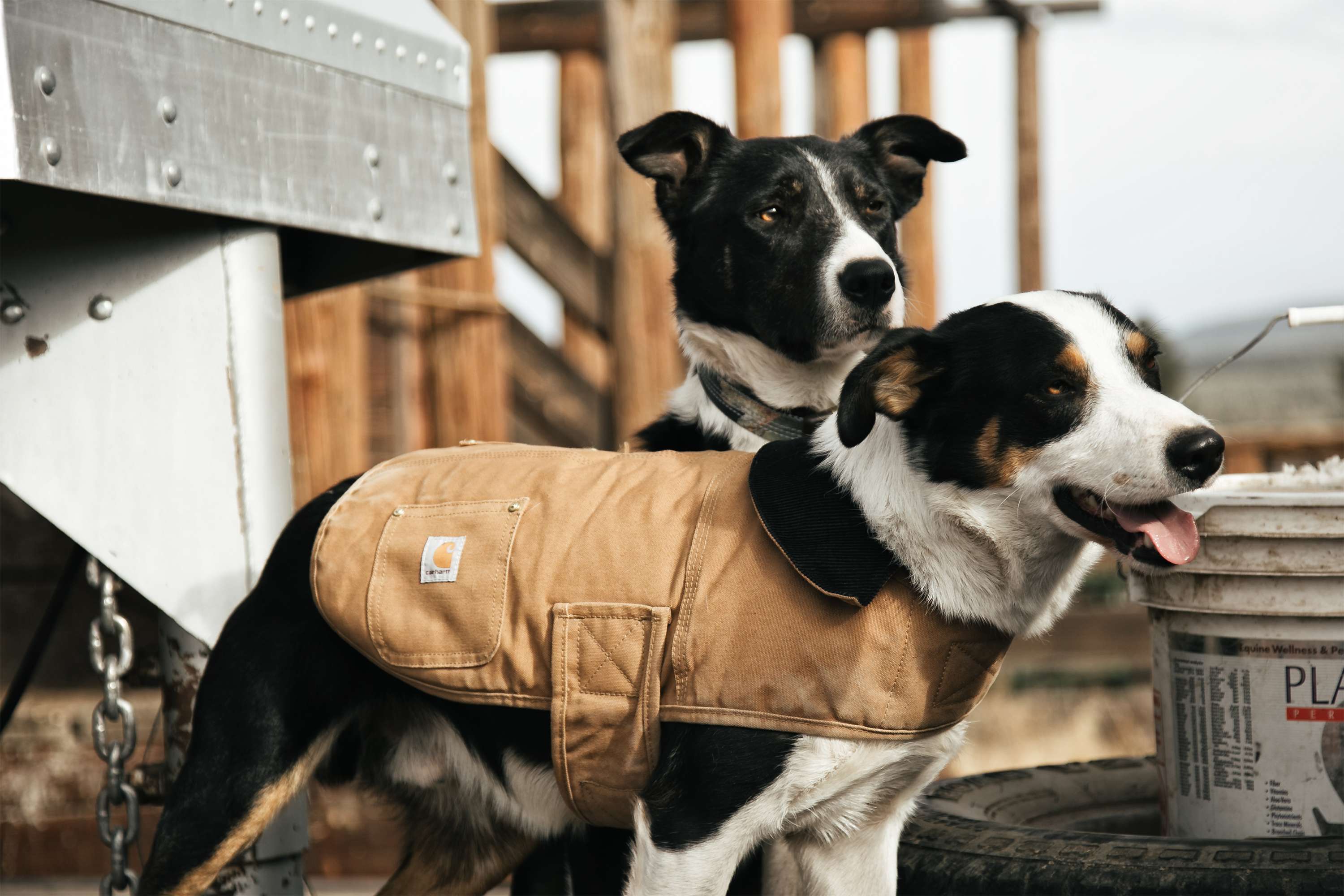 Orange carhartt dog outlet coat