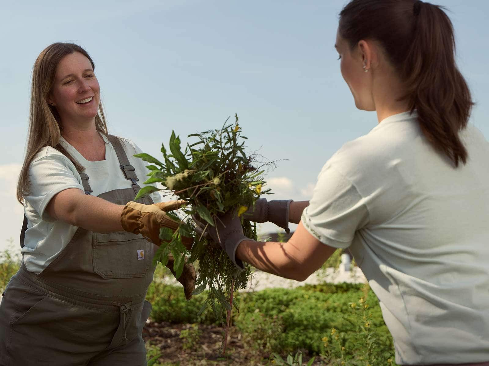 Emily and Lee in Carhartt gardening gear passing freshly pulled plants while maintaining a rooftop garden installation.