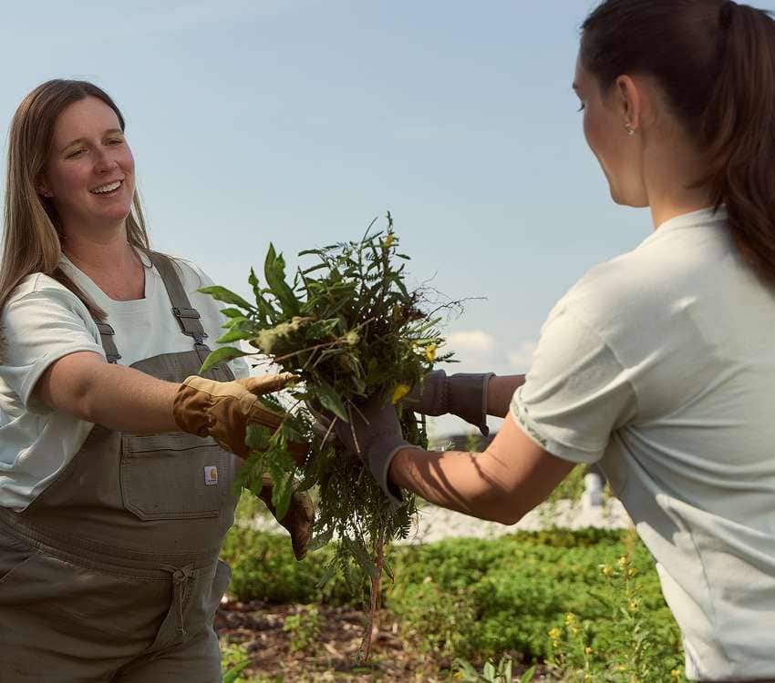 Emily and Lee in Carhartt gardening gear passing freshly pulled plants while maintaining a rooftop garden installation.