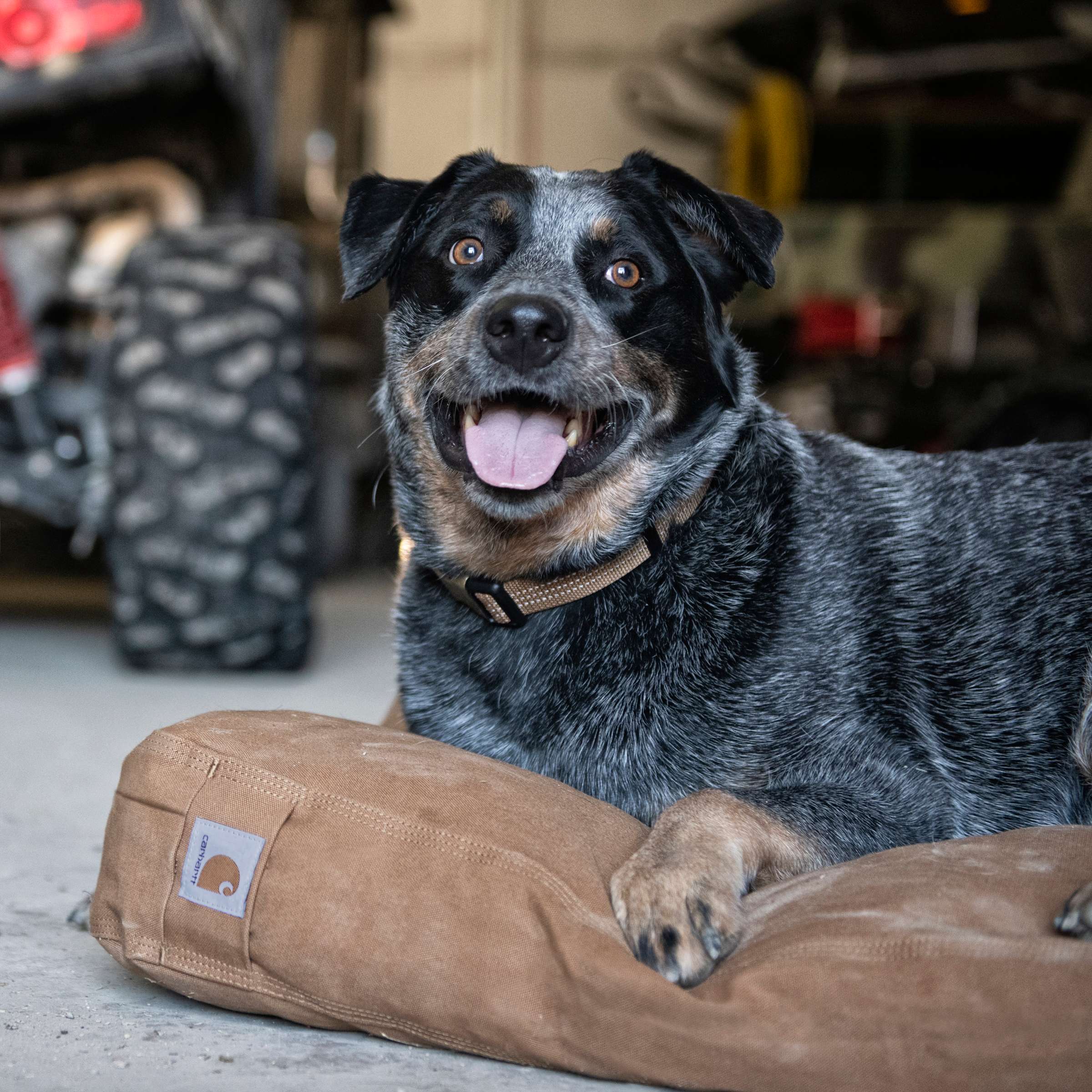 carhartt orange dog coat