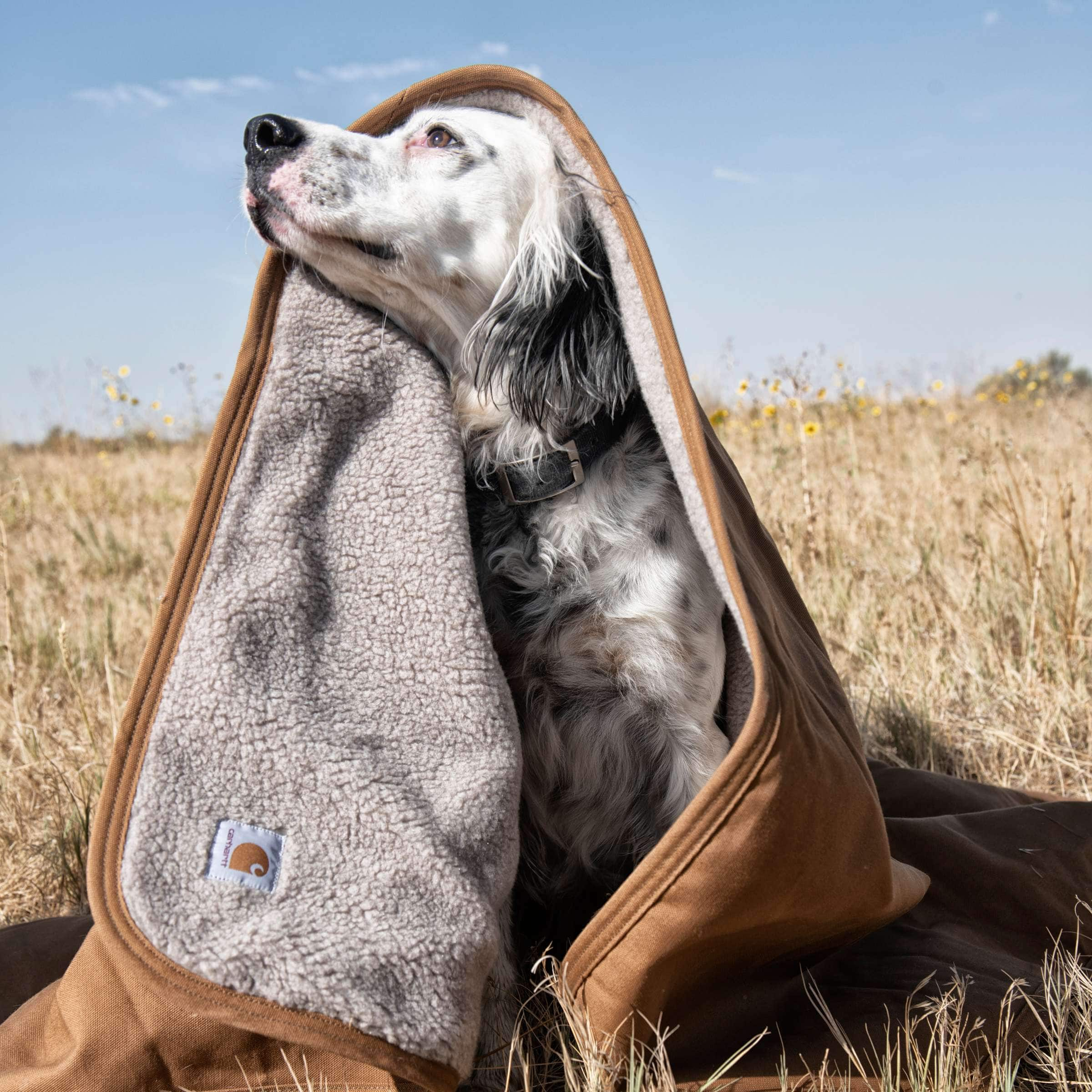 carhartt orange dog coat