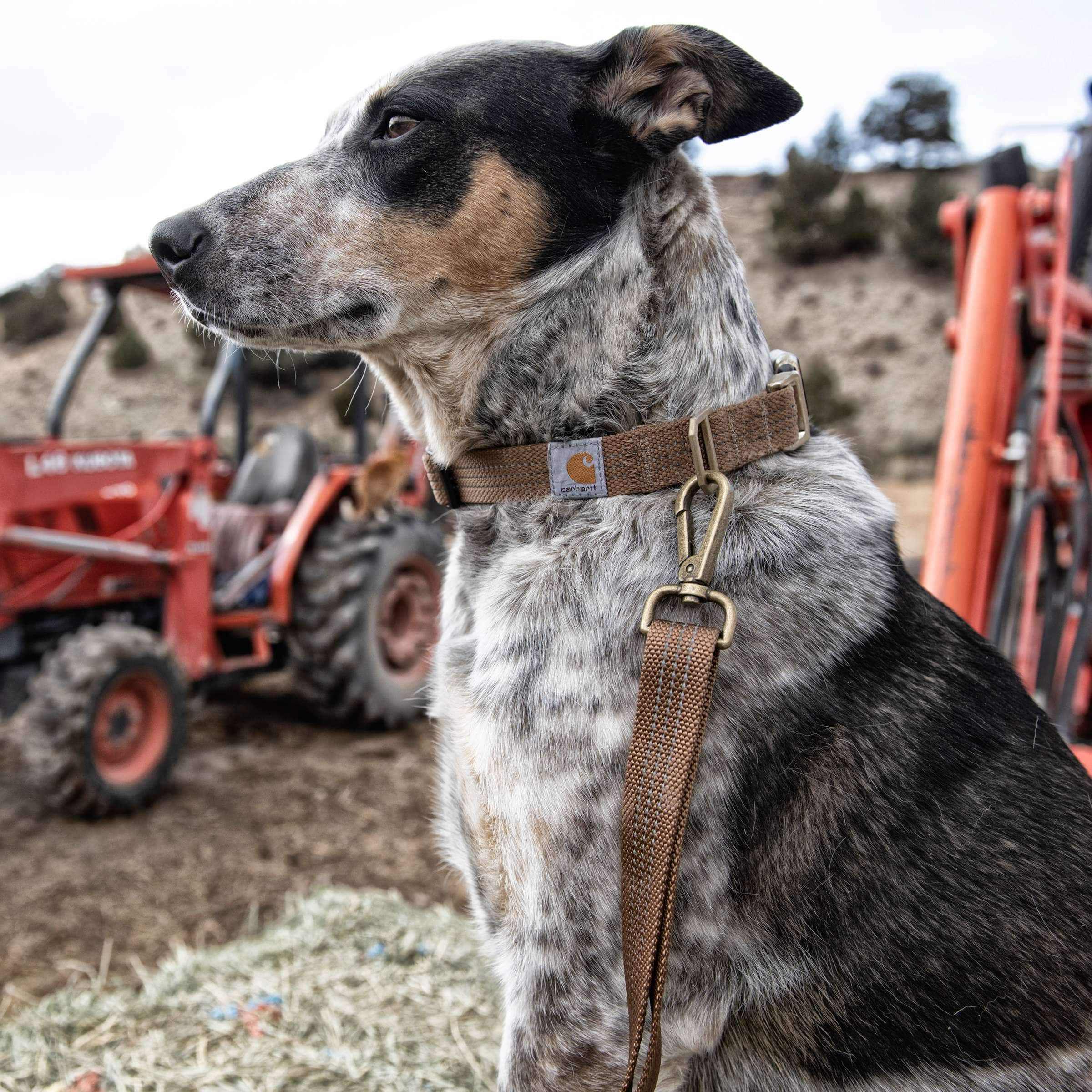 carhartt dog collar