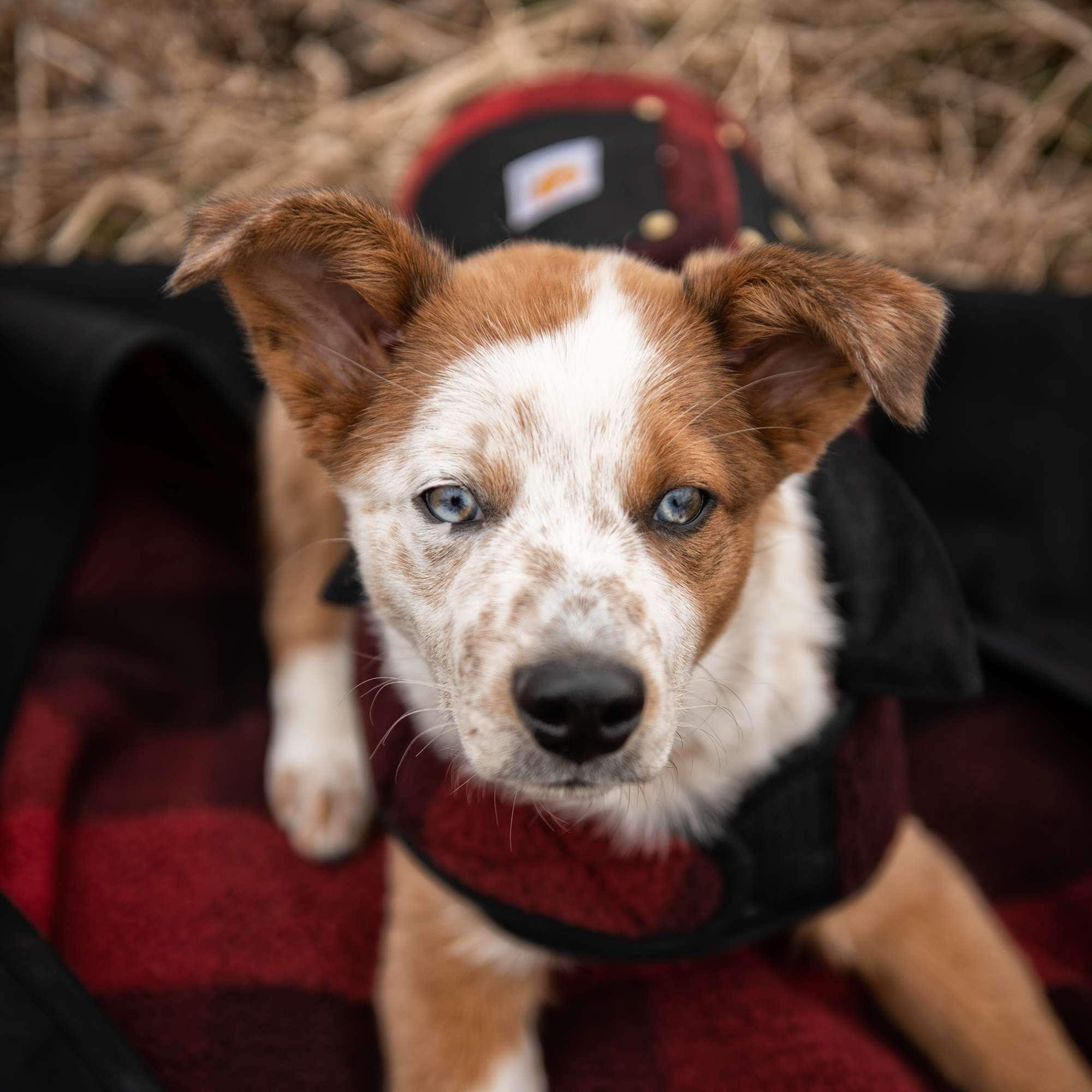 Additional thumbnail 2 of Reversible Insulated Dog Chore Coat