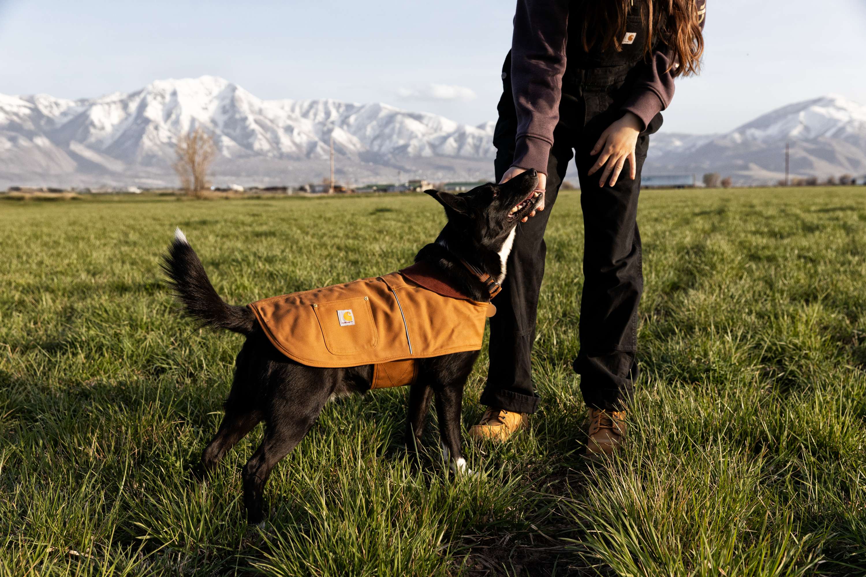 Additional thumbnail 2 of Firm Duck Insulated Dog Chore Coat